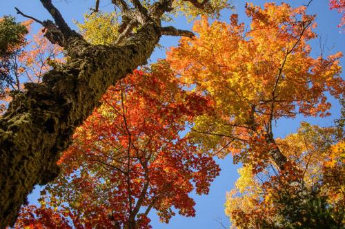 Looking up at vibrant autumn trees with red, orange, and yellow leaves against a clear blue sky.