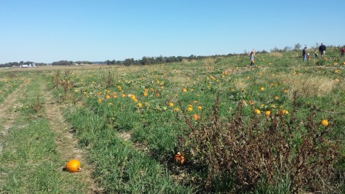 A pumpkin patch with scattered pumpkins in a grassy field under a clear blue sky, with people in the background.