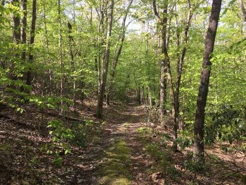 A serene forest path surrounded by lush green trees and sunlight filtering through the leaves.