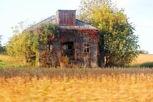 Abandoned house overgrown with vines, surrounded by golden fields and trees under a clear sky.
