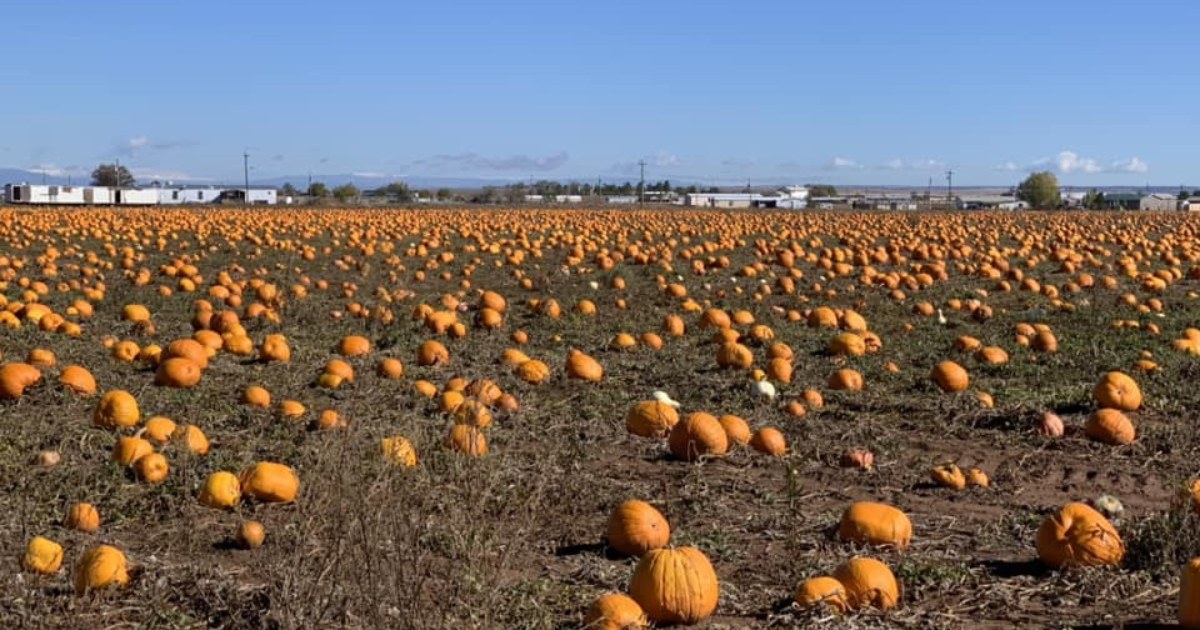The Largest Pumpkin Patch in New Mexico Is a Must-Visit Day Trip This Fall