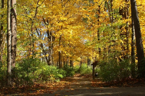 A serene forest path lined with vibrant yellow and orange autumn leaves under a clear blue sky.