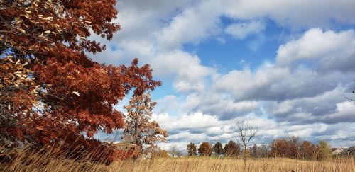 A scenic landscape featuring autumn trees with orange leaves, tall grass, and a cloudy blue sky.