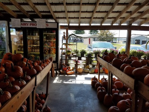 A farm stand filled with pumpkins, shelves of produce, and a sunny outdoor view.