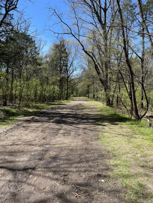 A dirt path stretches through a wooded area, lined with trees under a clear blue sky.