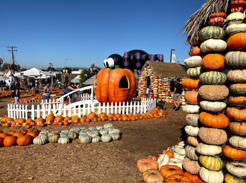A vibrant pumpkin patch with colorful pumpkins, a large pumpkin house, and festive decorations under a clear blue sky.
