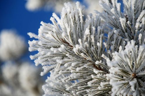 Frost-covered pine branches against a clear blue sky, showcasing intricate ice crystals.