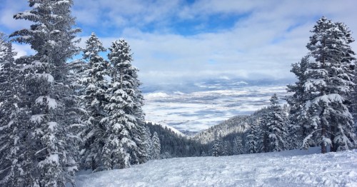 Looking over a snowy mountain hill to a valley below. Pine trees are heavy with snow.