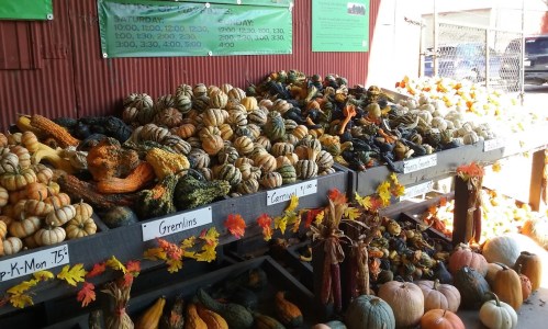 A vibrant display of various pumpkins and gourds on wooden tables, decorated with autumn leaves.