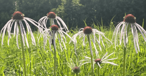 A cluster of unique flowers with long, slender petals in a grassy field, illuminated by sunlight.