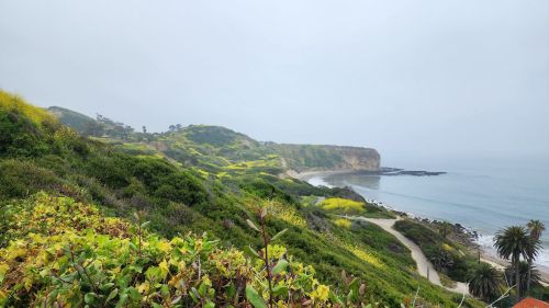 A coastal landscape featuring lush greenery, a winding path, and a foggy shoreline with cliffs in the background.