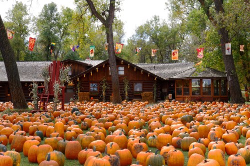 A pumpkin patch filled with orange pumpkins, surrounded by trees and a rustic wooden building in the background.