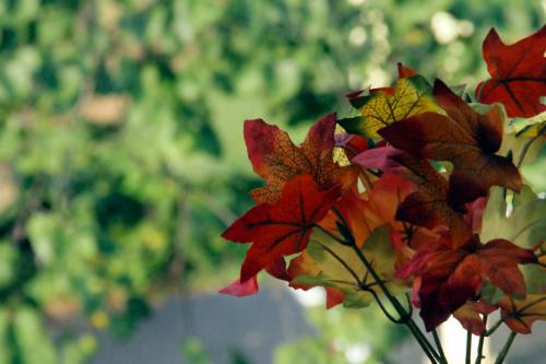 Colorful autumn leaves in shades of red and orange against a blurred green background.