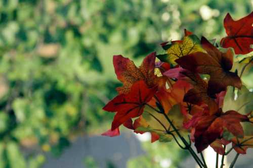 Colorful autumn leaves in shades of red and orange against a blurred green background.