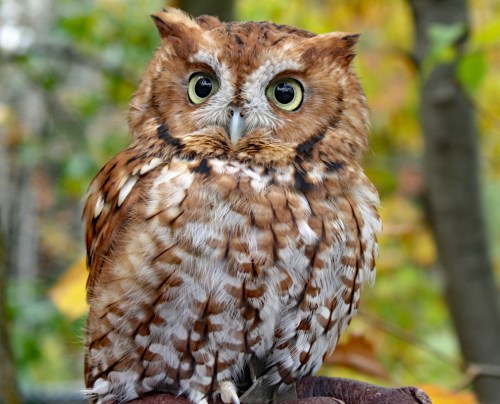 A close-up of a brown and white owl perched on a hand, surrounded by blurred autumn foliage.