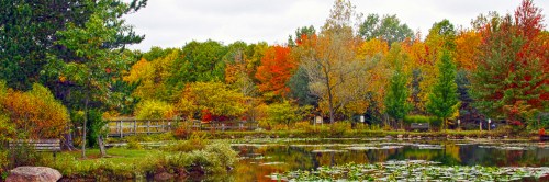 A serene pond surrounded by vibrant autumn foliage and trees, reflecting colorful leaves in the water.