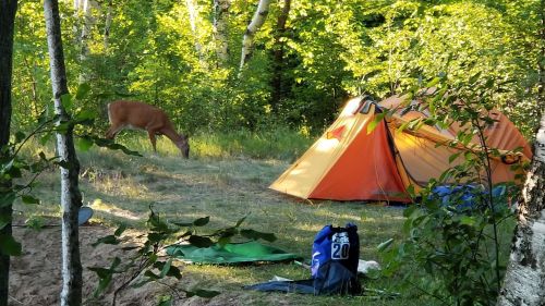 A deer grazes near an orange tent in a lush, green forest setting. Camping gear is scattered nearby.
