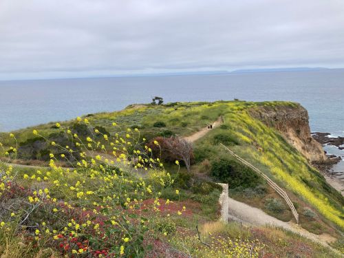 A coastal cliff with vibrant wildflowers, overlooking the ocean under a cloudy sky, with a path leading into the distance.