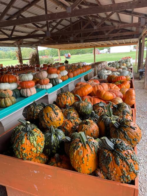 A variety of colorful pumpkins and gourds displayed in a rustic market under a wooden shelter.