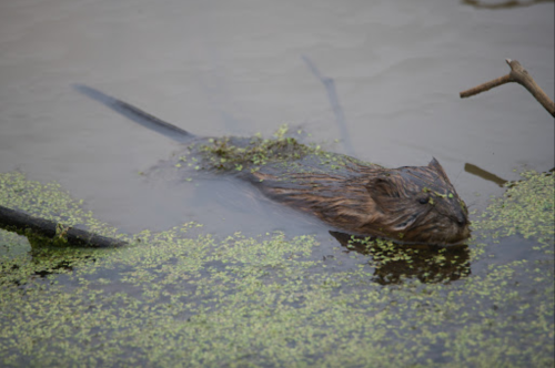 A beaver swimming in murky water, partially covered with green algae and surrounded by twigs.