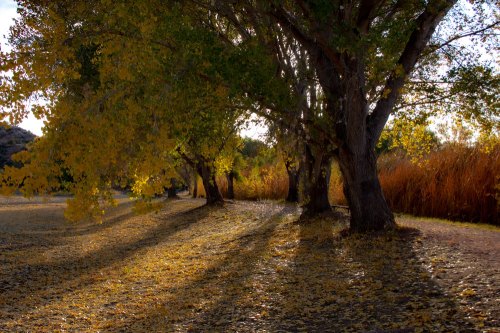 A serene landscape with tall trees and golden autumn leaves casting long shadows on the ground.