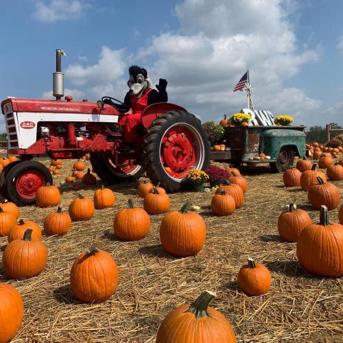 A red tractor surrounded by pumpkins, with a character in a costume sitting on it, under a blue sky with clouds.