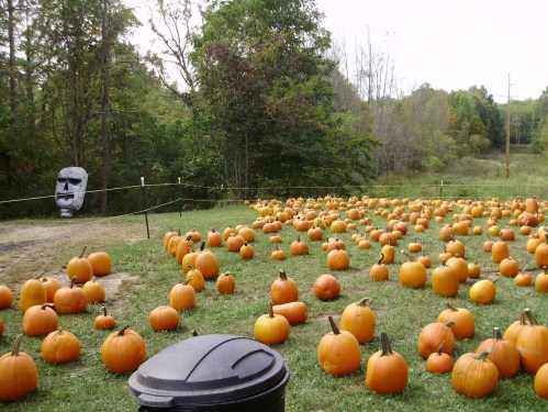 A field filled with numerous pumpkins, with a large stone face sculpture in the background and a trash can in the foreground.