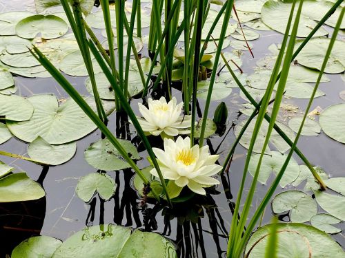Two white water lilies bloom among green lily pads and tall reeds on a calm pond surface.