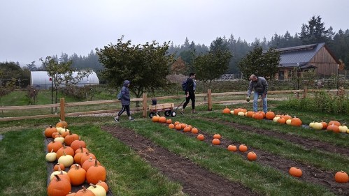 Three people harvest pumpkins in a foggy field, with rows of pumpkins and trees in the background.