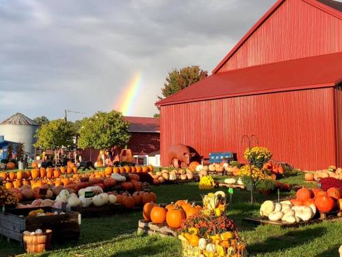 A vibrant pumpkin patch with various pumpkins and colorful flowers, set against a red barn and a rainbow in the background.