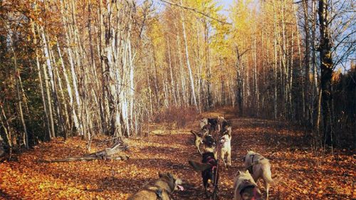 A group of dogs walking along a leaf-covered trail in a forest with autumn foliage.