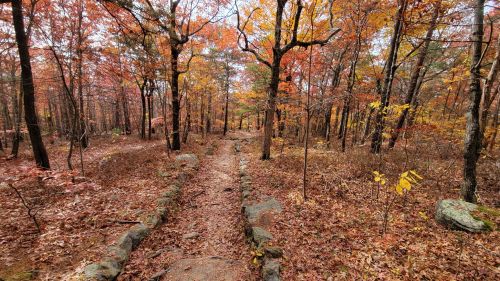 A winding path through a forest with vibrant autumn foliage and scattered rocks.