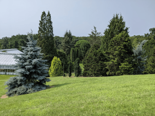 A lush green landscape featuring various trees, including evergreens, with a greenhouse in the background.
