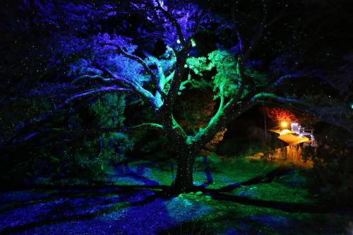 A large tree illuminated in blue and green lights, casting dramatic shadows in a dark outdoor setting.