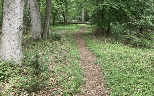 A winding dirt path through a lush green forest, surrounded by trees and foliage.