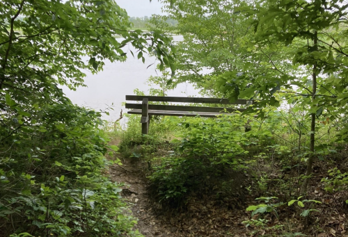 A wooden bench surrounded by lush greenery, overlooking a calm body of water.