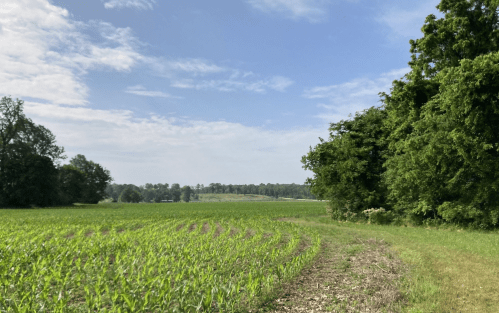A lush green field stretches under a blue sky, bordered by trees on one side and distant hills in the background.