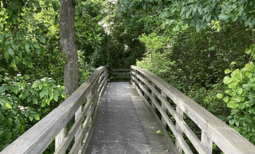 A wooden bridge surrounded by lush green trees and foliage, leading into a serene natural area.