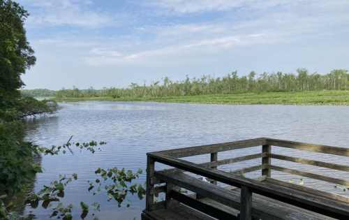 A serene view of a calm river surrounded by lush greenery and a wooden observation deck in the foreground.
