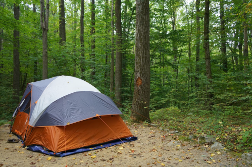 A tent set up in a lush green forest, surrounded by tall trees and a gravel ground.