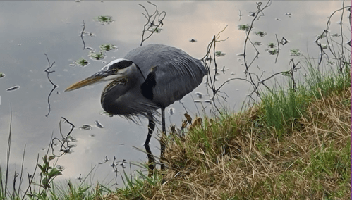 A heron stands by the water's edge, surrounded by grass and reflections in the calm water.