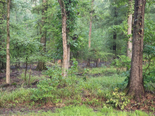 Lush green forest with tall trees, underbrush, and a misty atmosphere, creating a serene natural landscape.