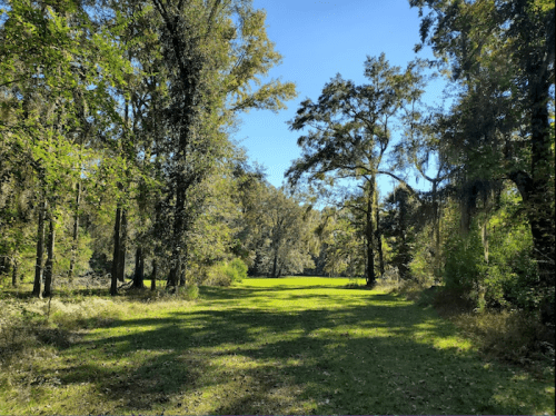A serene forest path leads to a sunny clearing, surrounded by tall trees and lush greenery under a clear blue sky.