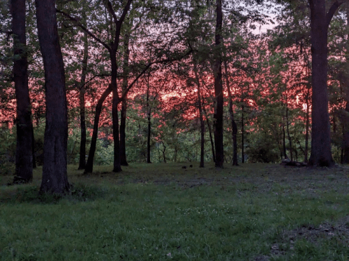 A serene forest scene at sunset, with vibrant pink and orange hues peeking through the trees.