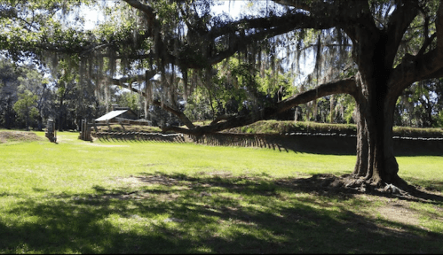 A large tree with Spanish moss stands in a grassy area, with a wooden structure and stone wall in the background.