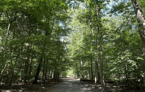 A serene forest path lined with lush green trees under a clear blue sky.