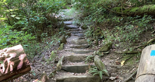 A narrow, wooded trail with stone steps leading through lush greenery.