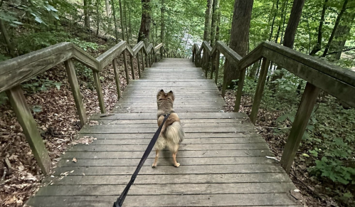 A small dog on a leash stands at the top of wooden stairs in a lush green forest.