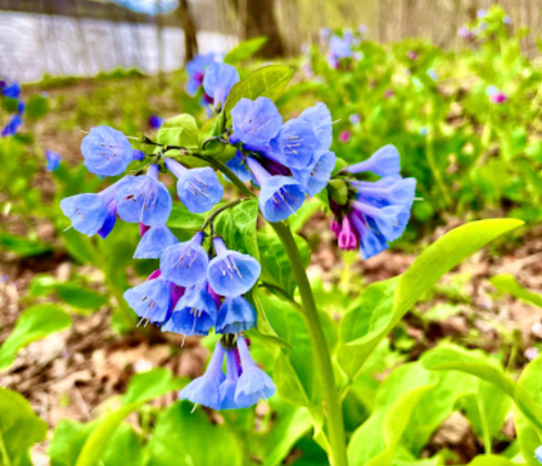 A cluster of bluebell flowers with delicate petals, surrounded by green leaves in a natural setting.