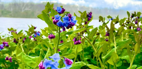 Vibrant blue and purple flowers bloom among lush green leaves by a serene body of water under a cloudy sky.